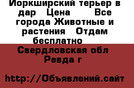 Йоркширский терьер в дар › Цена ­ 1 - Все города Животные и растения » Отдам бесплатно   . Свердловская обл.,Ревда г.